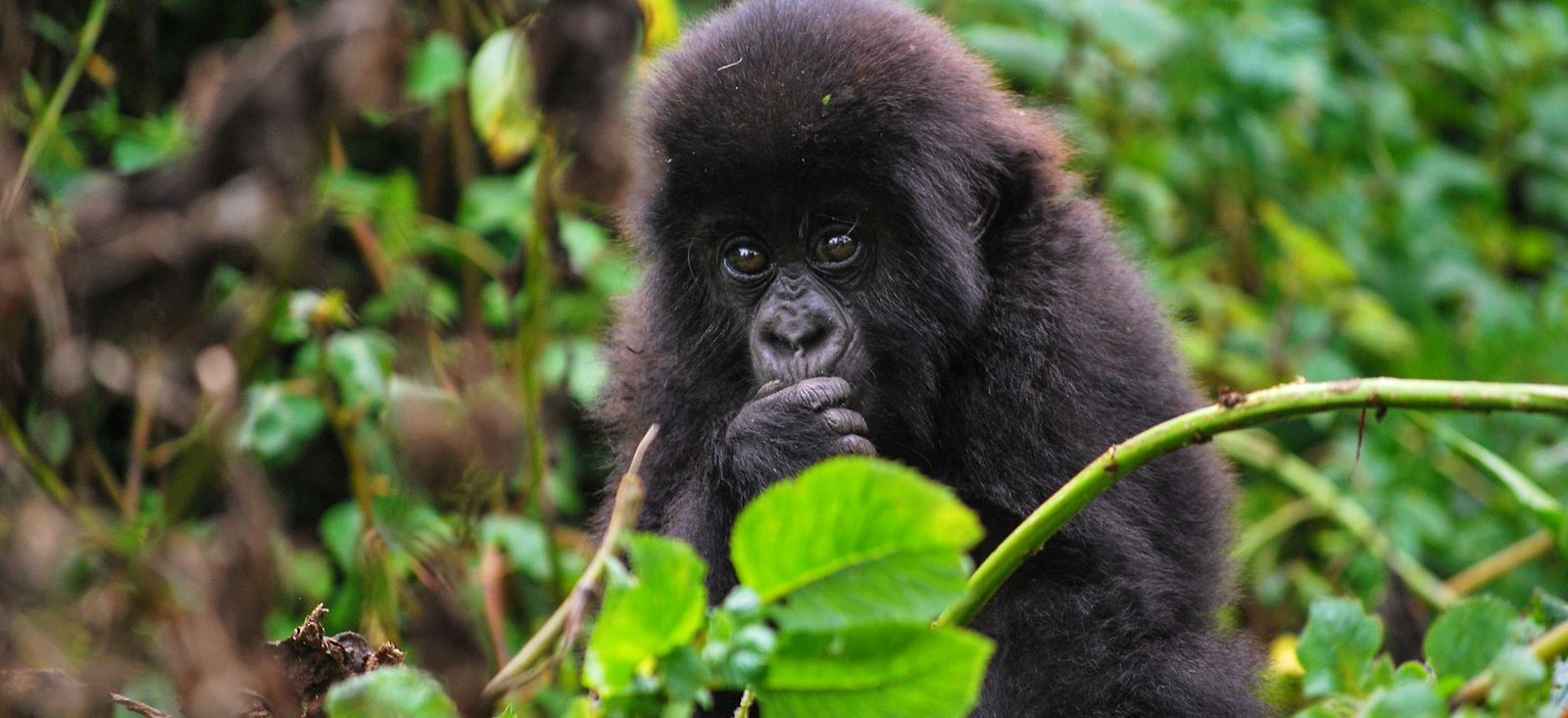 Image Rando, safaris et gorilles des montagnes !