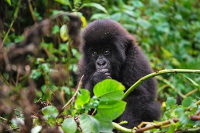 Randonnées, rencontres et safaris en Ouganda  3