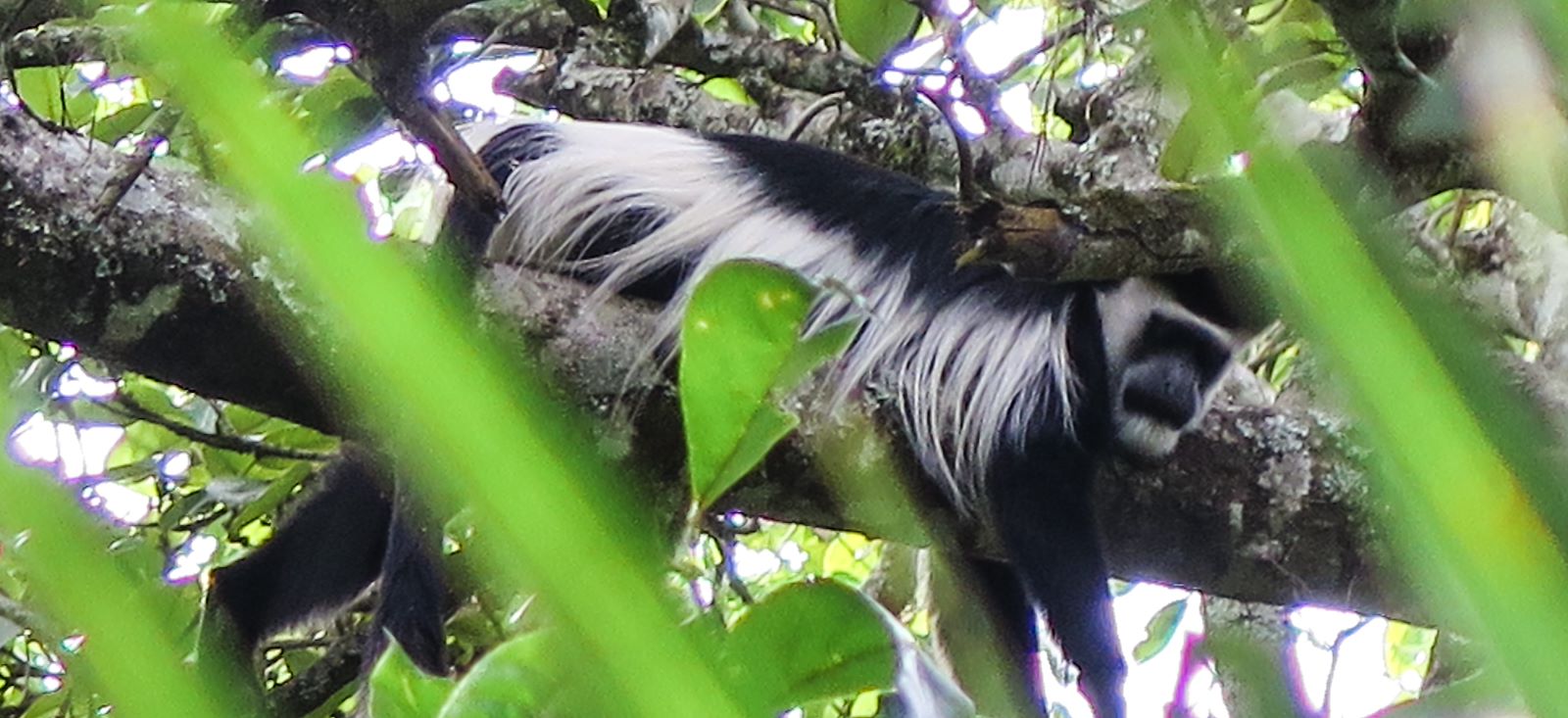 Image Rando, safaris et gorilles des montagnes !