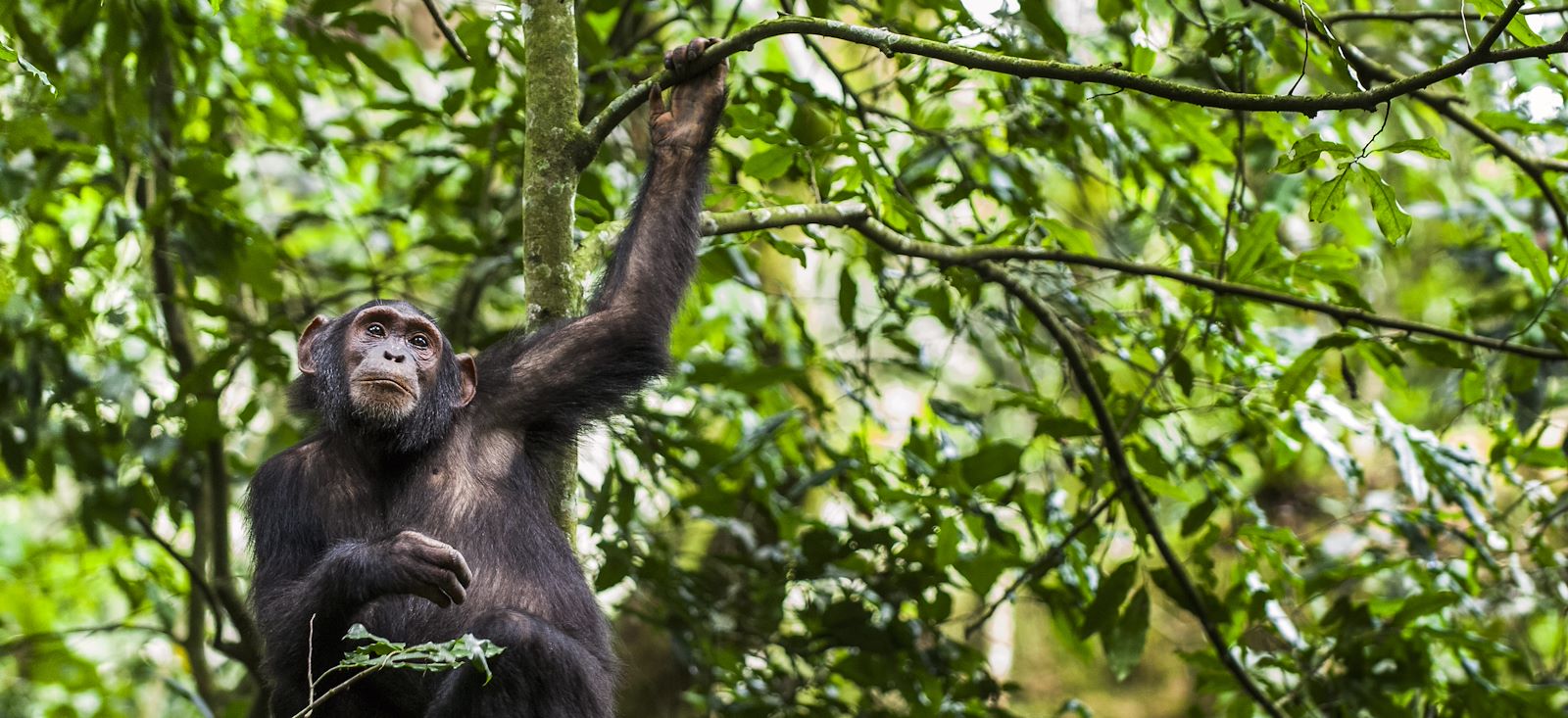 Image Rando, safaris et gorilles des montagnes !