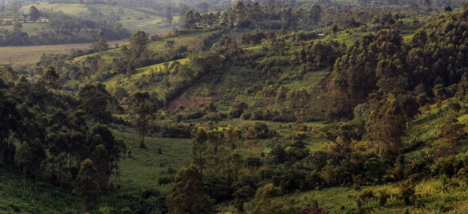 Image Rando, safaris et gorilles des montagnes !