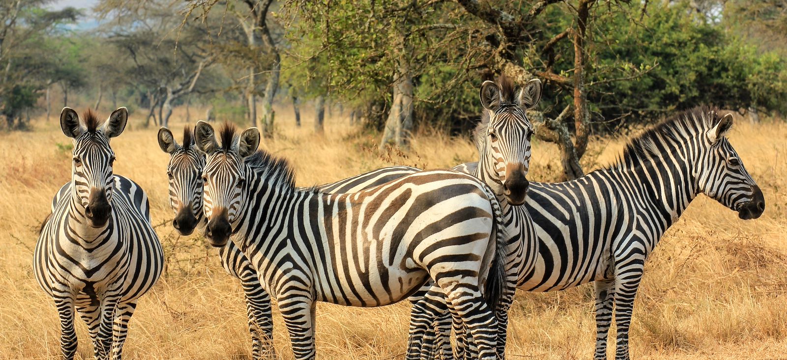 Image Rando, safaris et gorilles des montagnes !