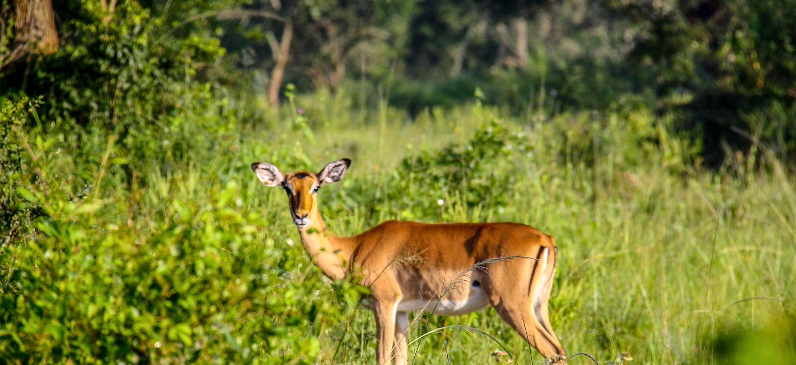 Image Rando, safaris et gorilles des montagnes !