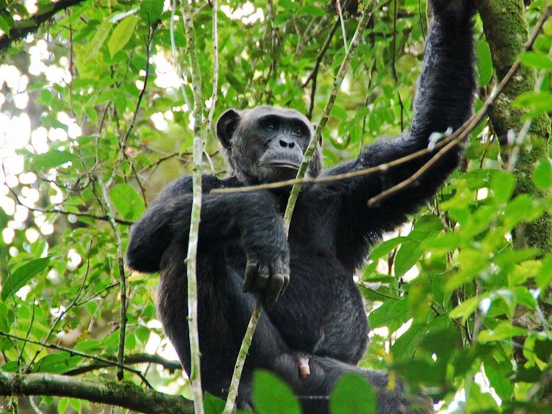 Chimpanzé au Parc National de Kibale - Ouganda