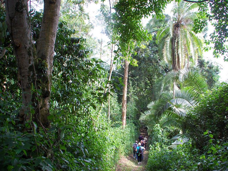 Randonneurs au Parc National de Kibale - Ouganda