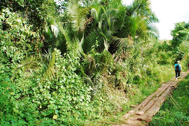 Parc National de Kibale - Ouganda