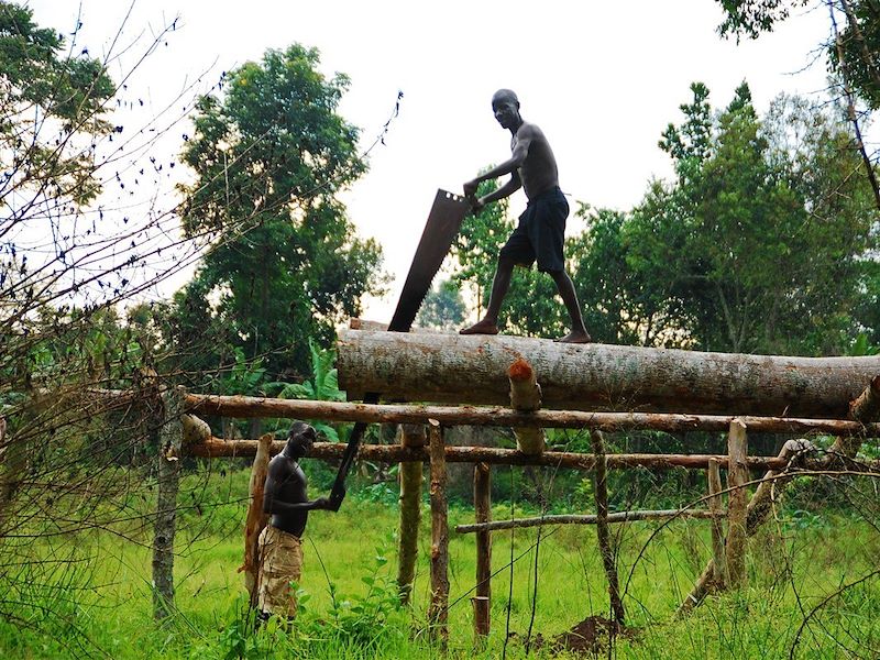 Hommes coupant un tron au Parc National de Kibale - Ouganda