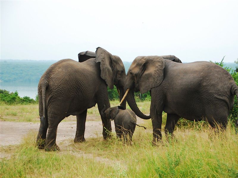 Famille d'éléphants au Parc National Queen Elizabeth - Ouganda