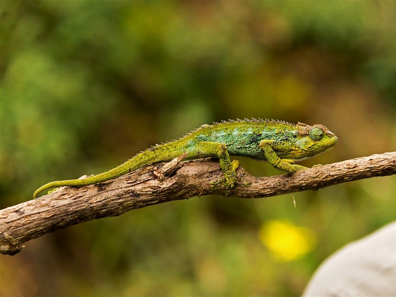 Caméléon - Parc National du Ruwenzori (Rwenzori) - Ouganda