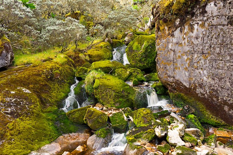 Cascade - Chaîne du Ruwenzori (Rwenzori) - Ouganda