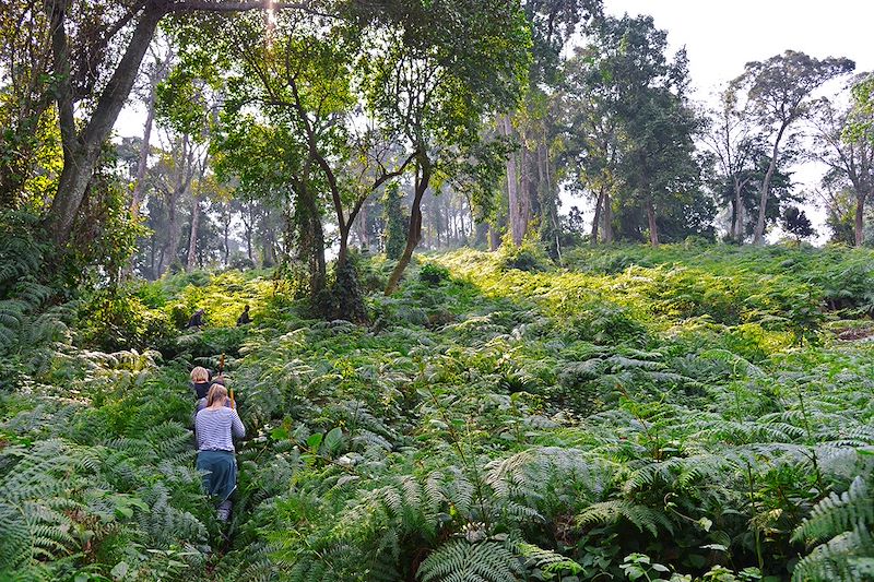 Randonnée dans la forêt impénétrable de Bwindi - Ouganda