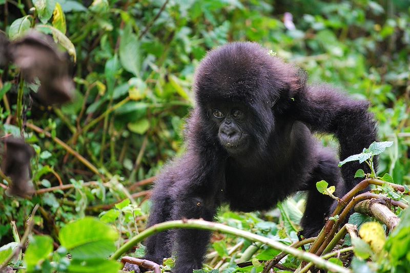 Gorille à la frontière entre le Rwanda et l'Ouganda