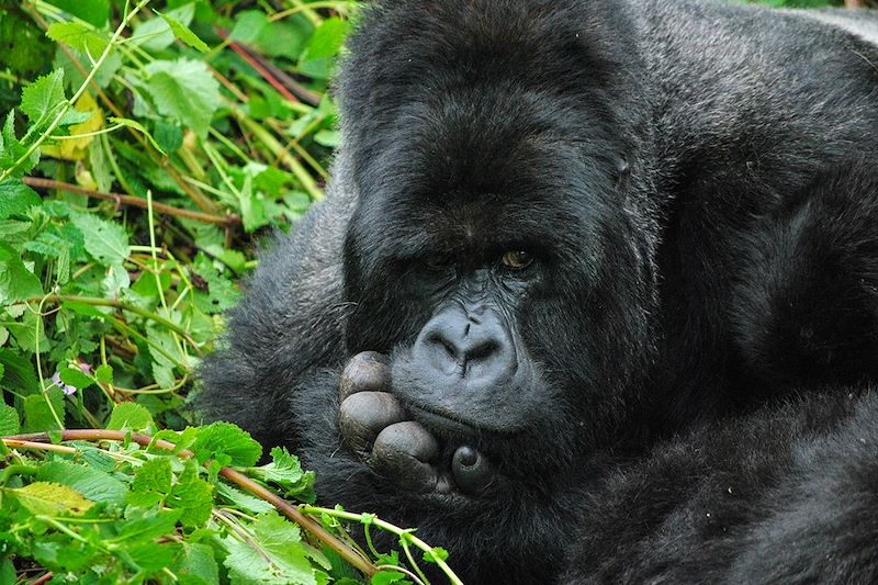 Gorille à la frontière entre le Rwanda et l'Ouganda