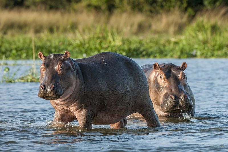 Safari des grands parcs Ougandais !
