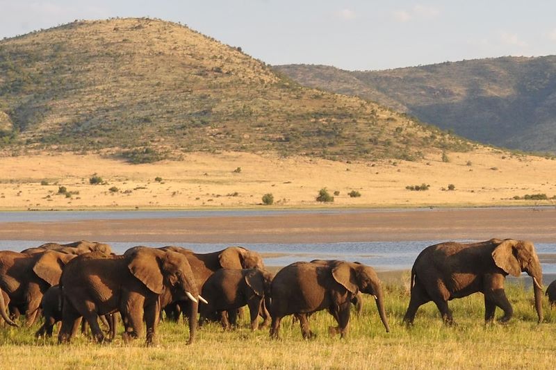 Troupeau d'éléphants - Ouganda