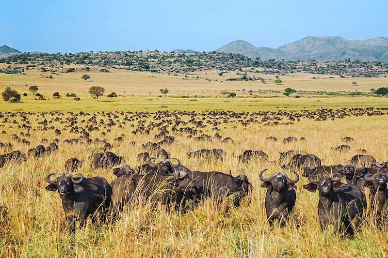 Buffles dans le parc national Kidepo Valley - Ouganda