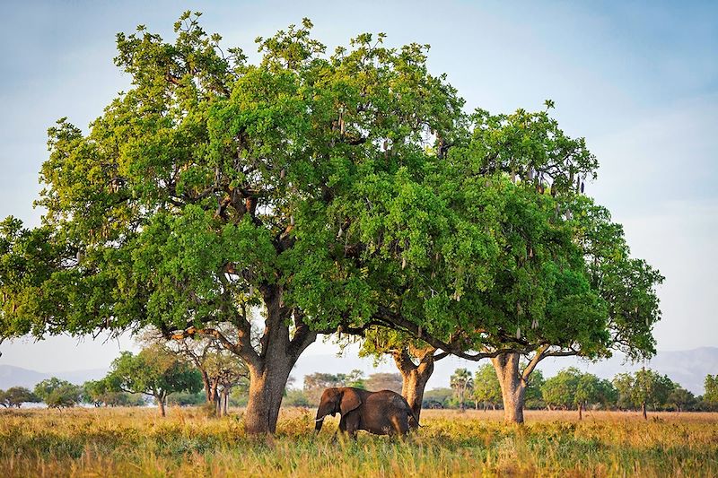 Éléphant sous un arbre à saussisses dans le parc national Kidepo Valley - Ouganda