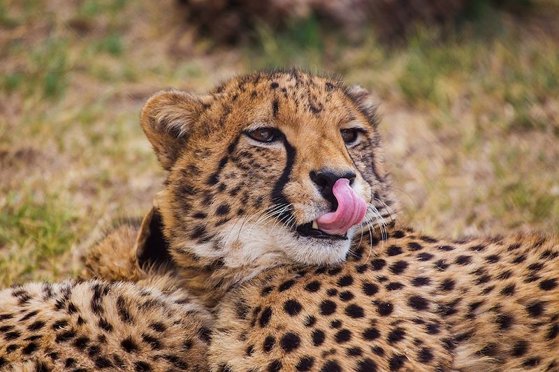 Safari des grands parcs Ougandais !