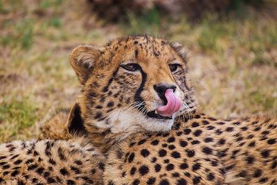 voyage Safari des grands parcs Ougandais !