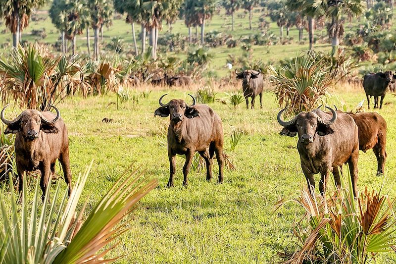 Safari des grands parcs Ougandais !