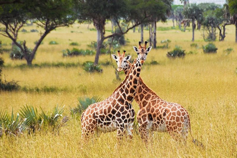 Safari des grands parcs Ougandais !