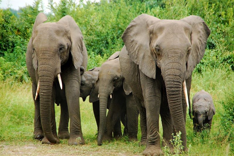 Famille d'éléphants au Parc National Queen Elizabeth - Ouganda