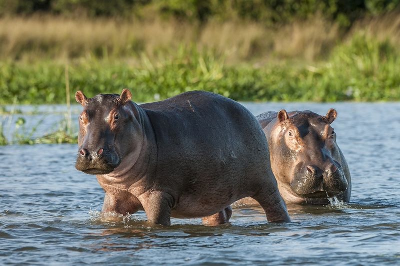 Hippopotames - Ouganda