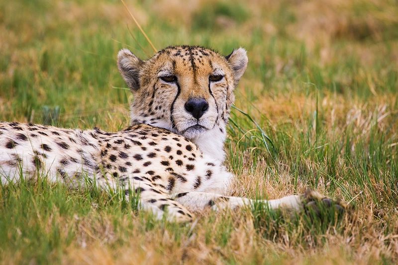 Guépard - Ouganda