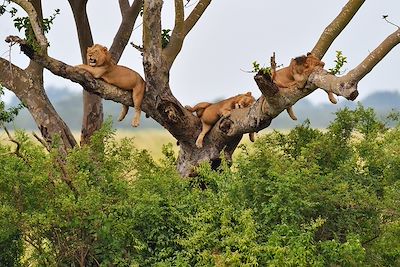 voyage L'Ouganda du Nord au Sud