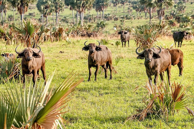 Buffles d'Afrique au Parc national Murchison Falls - Ouganda