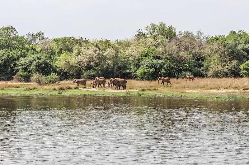 Croisière en bateau sur le Nil et randonnée jusqu'aux chutes - Murchison Falls - Ouganda