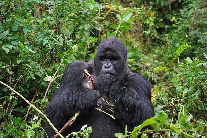 Gorille à la frontière entre le Rwanda et l'Ouganda