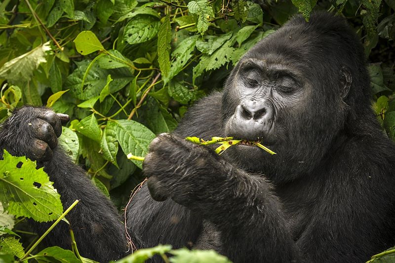 Gorille de montagne dans la forêt impénétrable de Bwindi - Ouganda