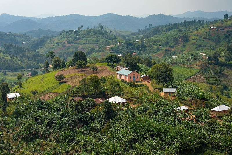 Forêt impénétrable de Bwindi - Ouganda