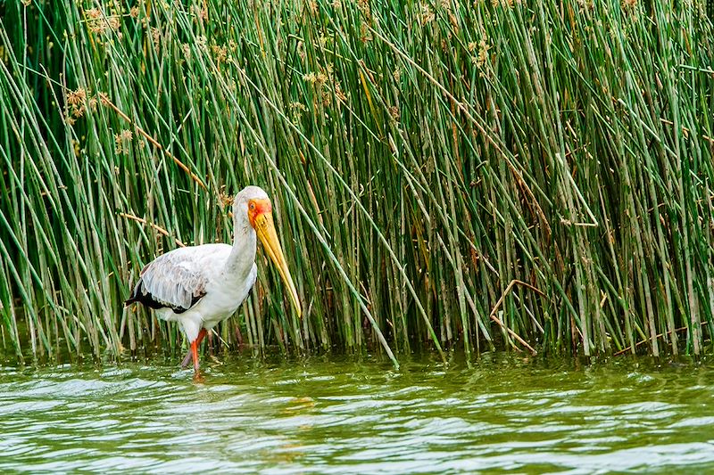 Lac Mburo - Ouganda