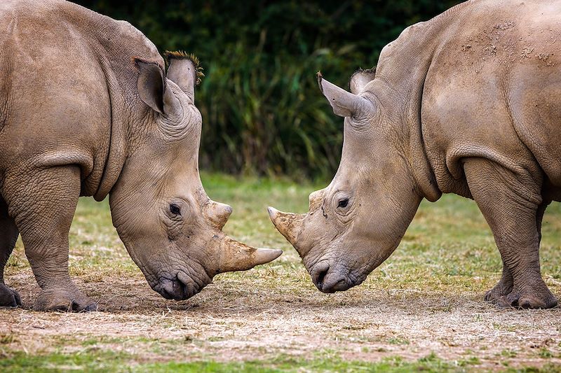 Réserve de rhinocéros de Ziwa - Ouganda
