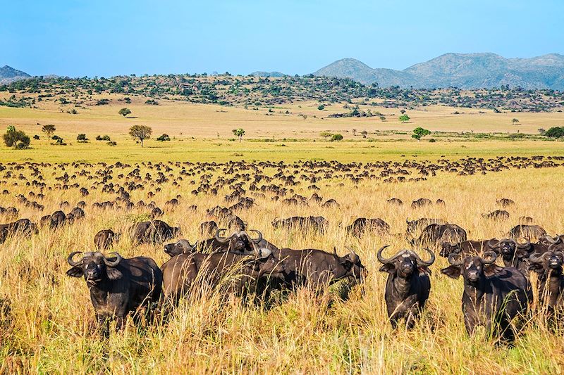 Buffles dans le parc national Kidepo Valley - Ouganda