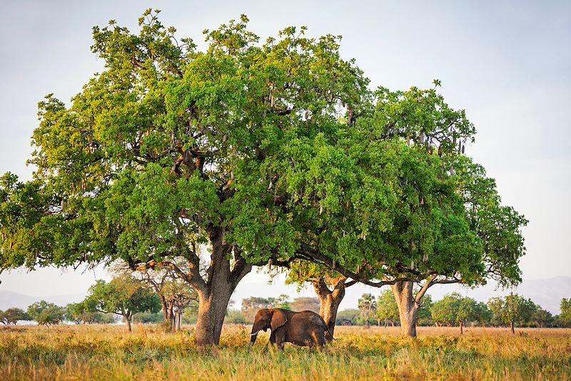 Éléphant sous un arbre à saussisses dans le parc national Kidepo Valley - Ouganda