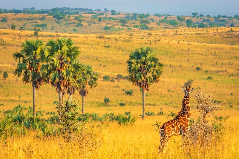 Notre circuit le plus complet : Gorilles, chimpanzés, safaris dans les parcs Kidepo, Murchison Falls, Queen Elizabeth, Mburo...