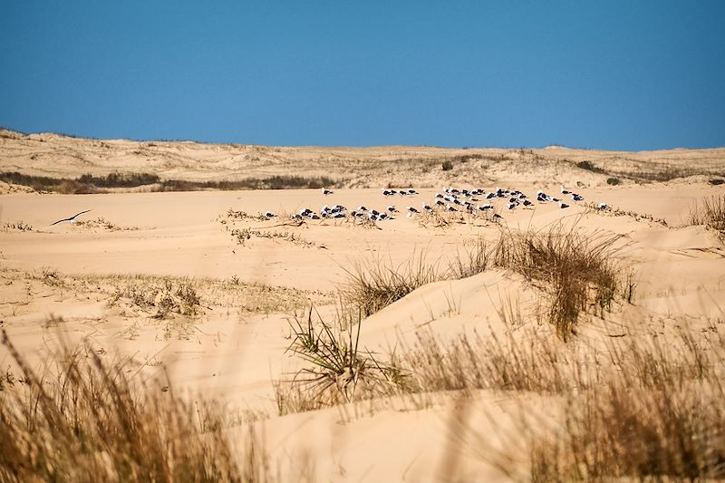 Dunes du Parc national de Cabo Polonio - Uruguay