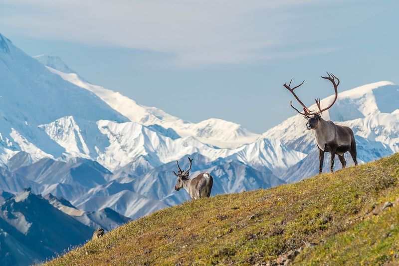 Caribous devant le Mont Denali - Alaska - Etats-Unis