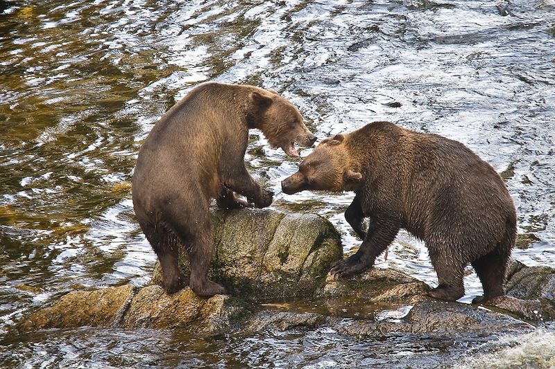 Ours à Anan Creek - Alaska - États-Unis