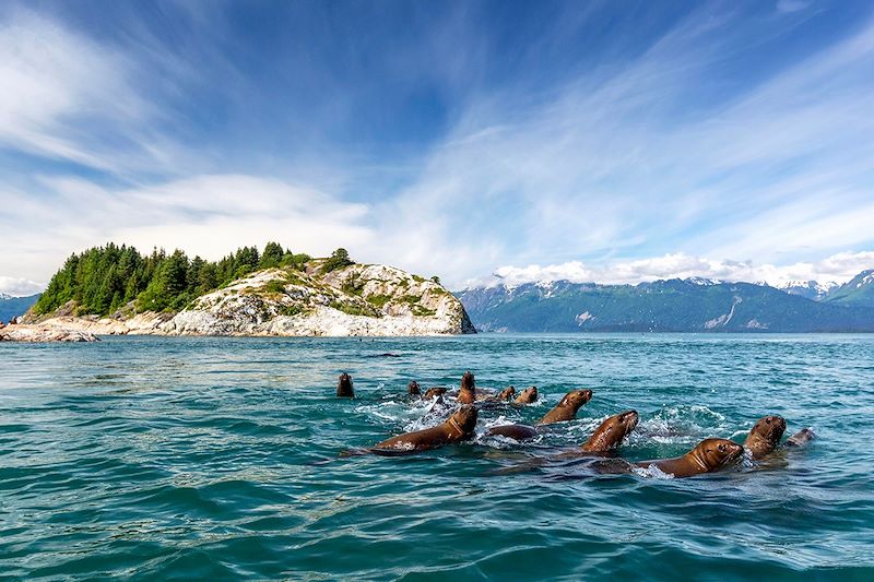 Lions de mer de Steller - Parc national de Glacier Bay - Alaska - États-Unis