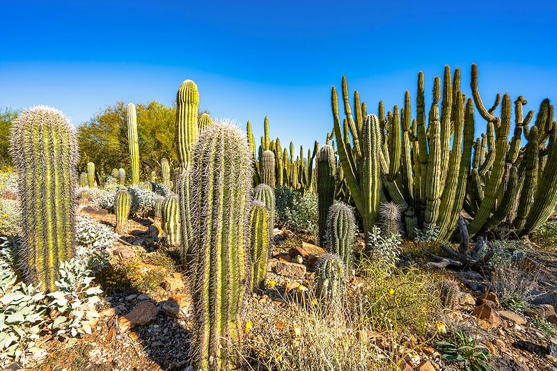 Arizona-Sonoran Desert Museum - Arizona - États-Unis