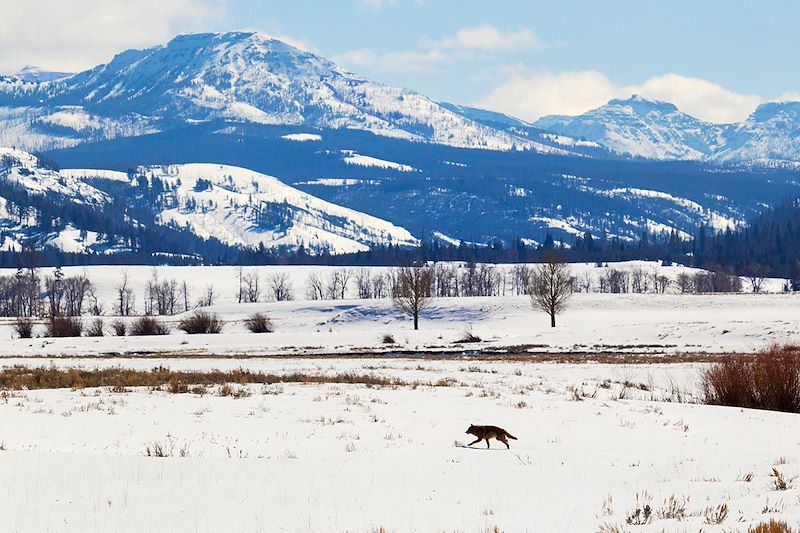 Loup dans la Vallée de Lamar - Parc national de Yellowstone - États-Unis