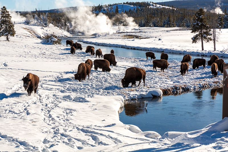 Bisons au Parc national de Yellowstone - États-Unis