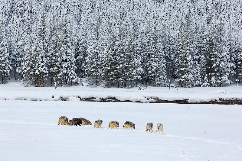 Loups dans le Parc national de Yellowstone - États-Unis
