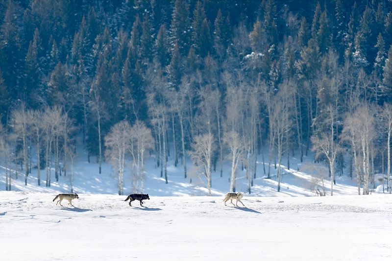 Voyage dans le Parc National du Yellowstone en hiver avec 3 jours dédiés à l'observation des loups et de la faune du parc