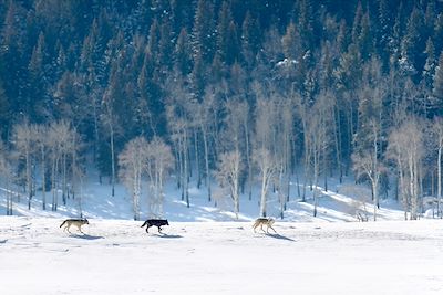 Sur la piste des loups de Yellowstone