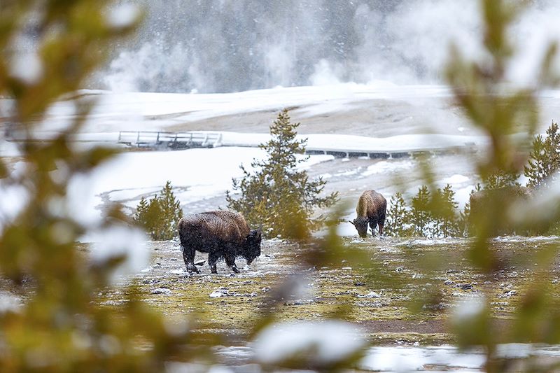 Bisons au Parc national de Yellowstone - États-Unis